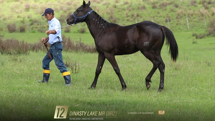 Lote Yeguarizos a remate en 6° Remate Especial de Velocidad, Montevideo