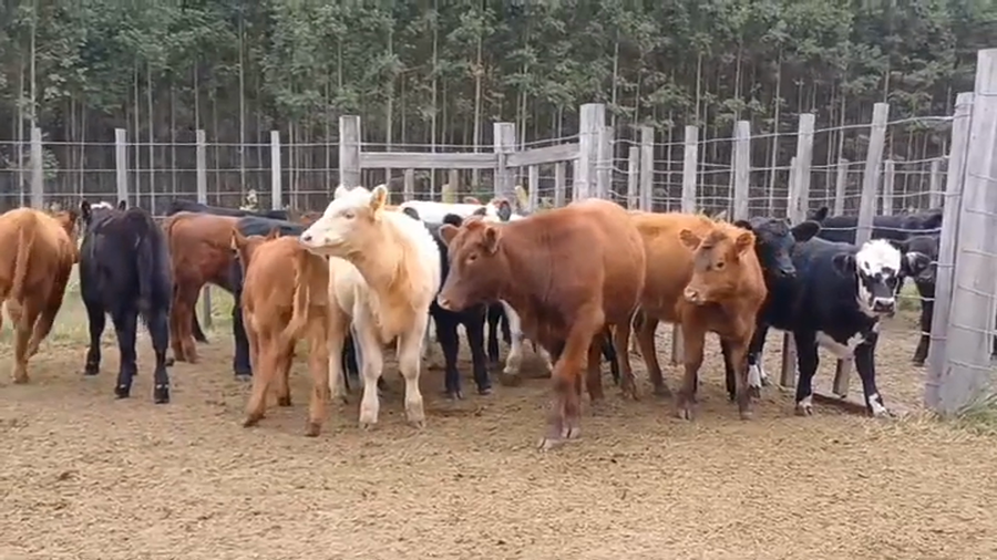 Lote 19 Terneras CRUZAS/ ANGUS a remate en #44 Pantalla Carmelo 155kg -  en PARADA OLIVERA