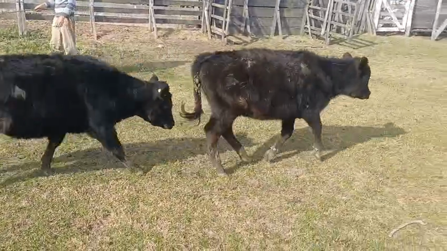 Lote 20 Terneras