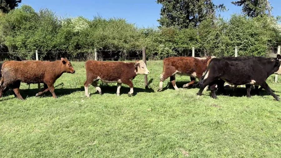 Lote NOVILLOS 1-2 AÑOS