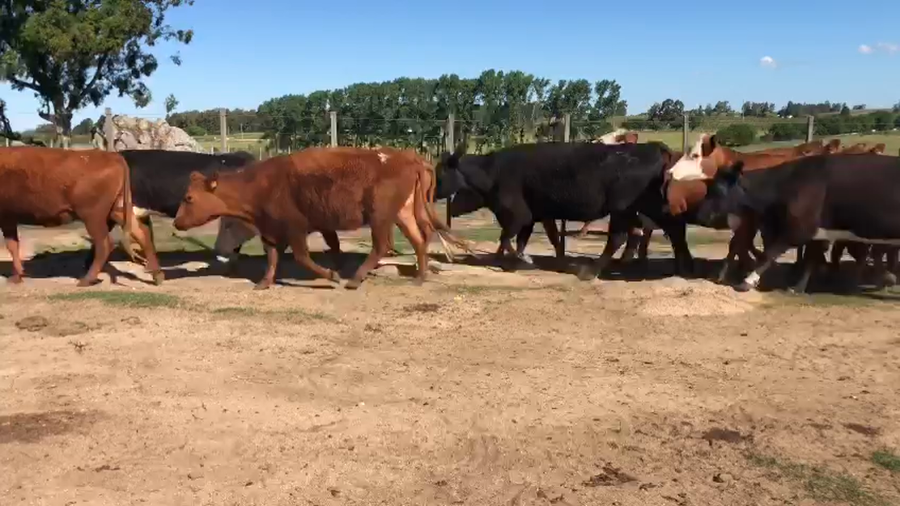 Lote 64 Vacas de Invernada en Florida