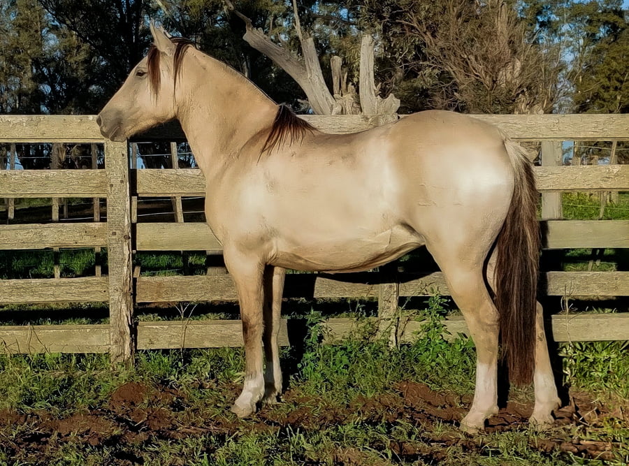 Lote Imagen Banderita