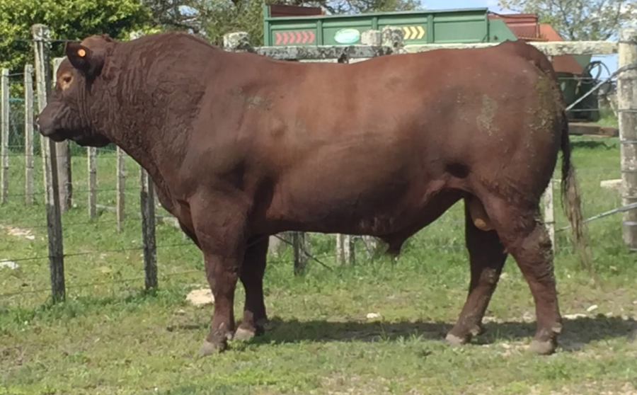 Lote Toros a remate en Cabaña Rebenque , Florida