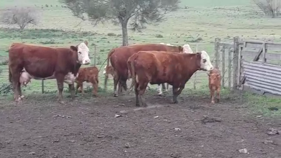 Lote (Vendido)6 Piezas de cría ANGUS/ HEREFORD a remate en PANTALLA FEDERICO GARLAND en CUFRE