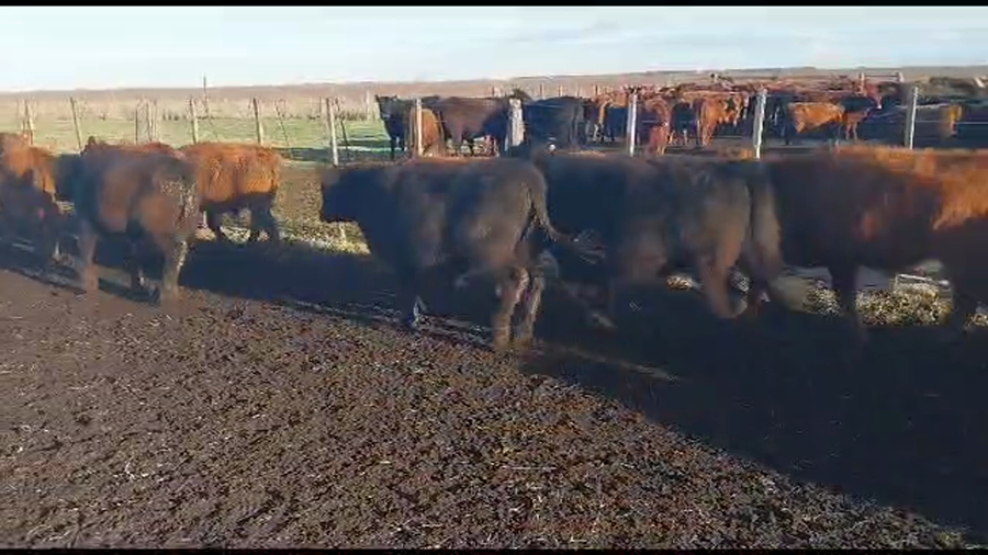 Lote 50 Terneros en Buenos Aires, arboledas