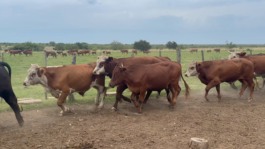 Lote 65 Novillitos/Novillos en Corrientes, Curuzu Cuatia