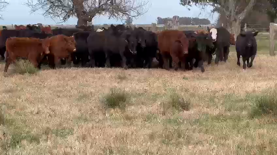 Lote 70 Novillitos en Dolores, Buenos Aires