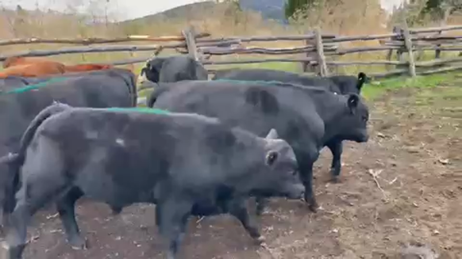 Lote 26 Ternero en Coyhaique, XI Región Aysén