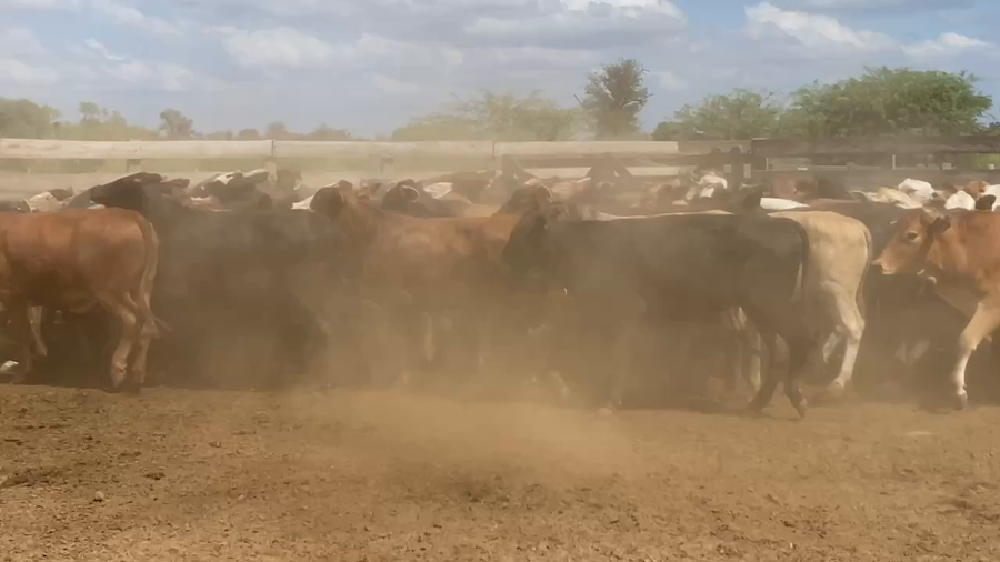 Lote 100 Terneras en Laguna Yema, Formosa