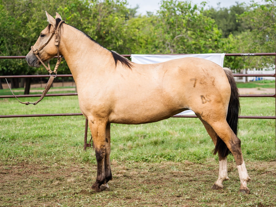 Lote SIRIGOTE DAMAJUANA