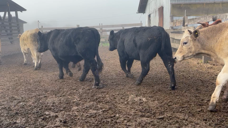 Lote 55 Novillo Engorda en Osorno, X Región Los Lagos