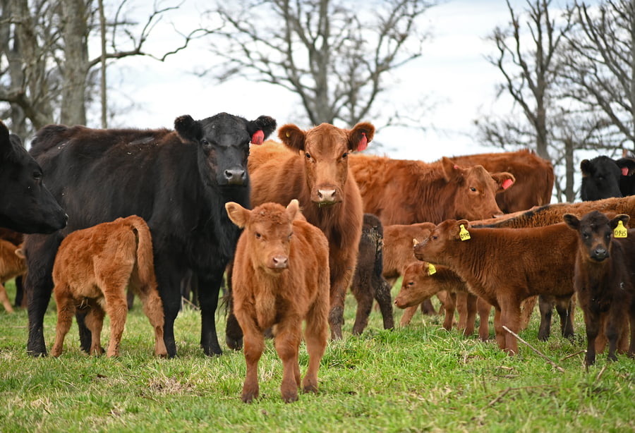 Lote Vientres Paridos MaS - Generales Colorados