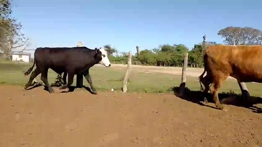 Lote 70 Novillos en Corrientes, Mercedes