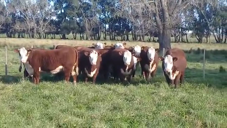 Lote Sto. Domingo Vaquillonas PR - Preñadas parición otoño 2023