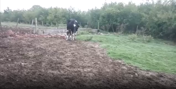 Lote 1 Vaquillonas en San José