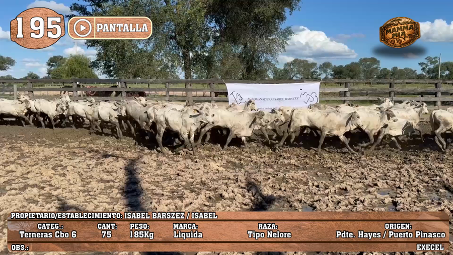 Lote LOTE 195 - PANTALLA