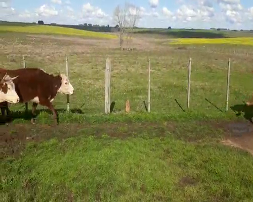 Lote 9 Vacas de Invernada HEREFORD Y ANGUS a remate en Pantalla Aniversario 350kg - , San José
