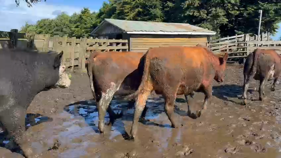 Lote 44 Novillo Gordo en Puyehue, X Región Los Lagos