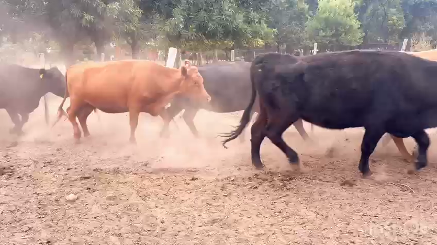 Lote 12 Vacas preñadas