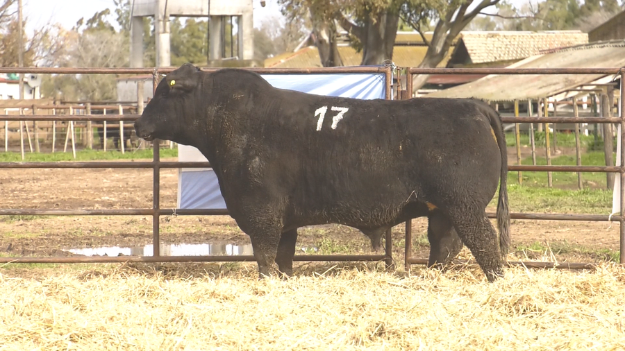 Lote TOROS ANGUS NEGROS  PC