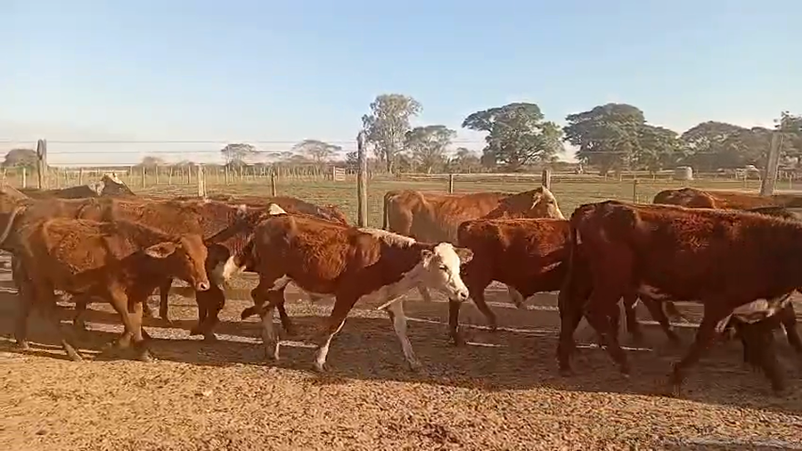 Lote 150 Terneros en Corrientes, Virasoro
