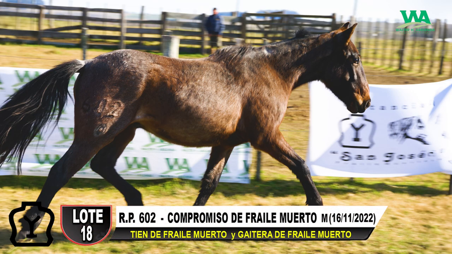 Lote COMPROMISO DE FRAILE MUERTO