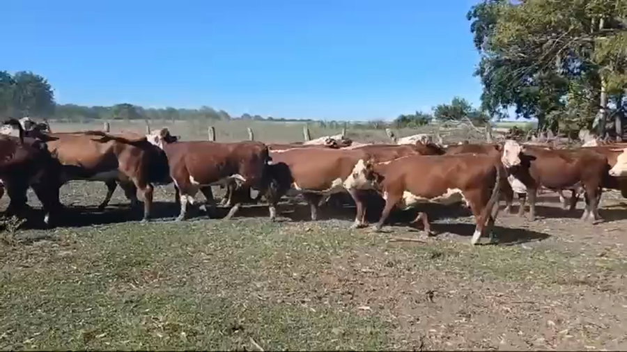 Lote 37 Vacas de invernar