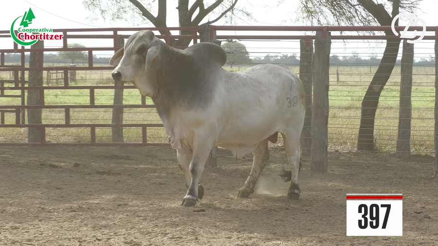 Lote Brahman
