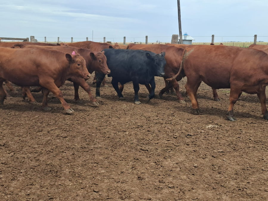 Lote 30 Novillos faena en San Basilio, Córdoba