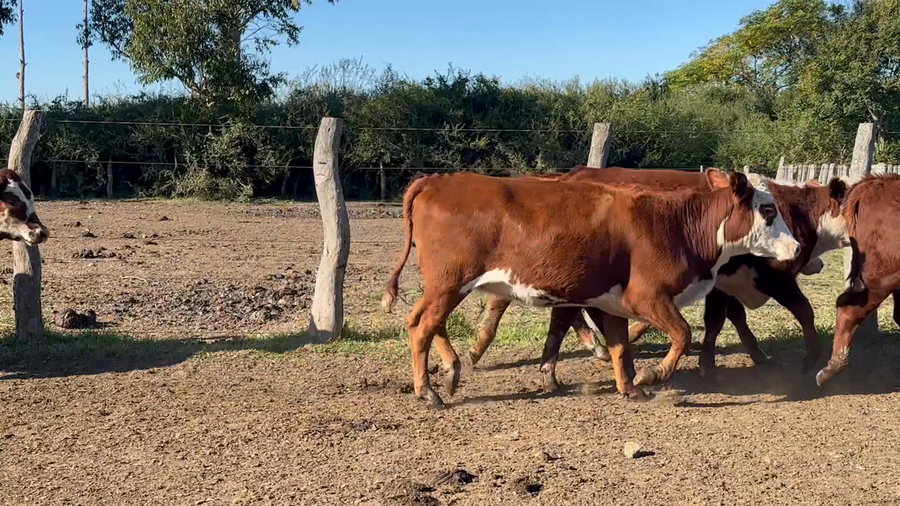 Lote 30 Terneros/as