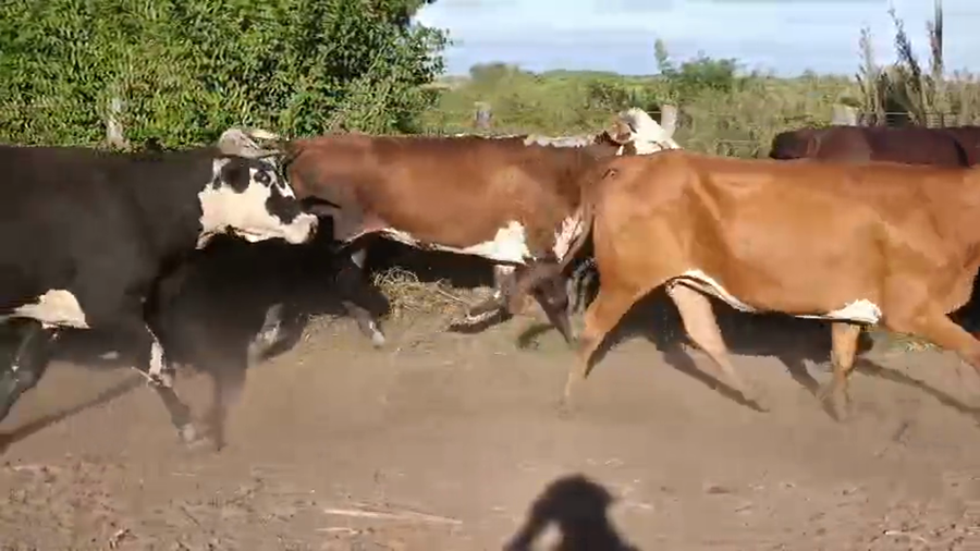 Lote 70 Vientres preñados en Corrientes, Yataití Calle