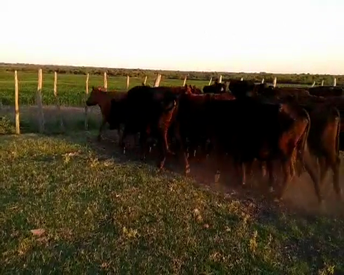 Lote 30 Vacas de invernar en Santa Elena, Entre Ríos