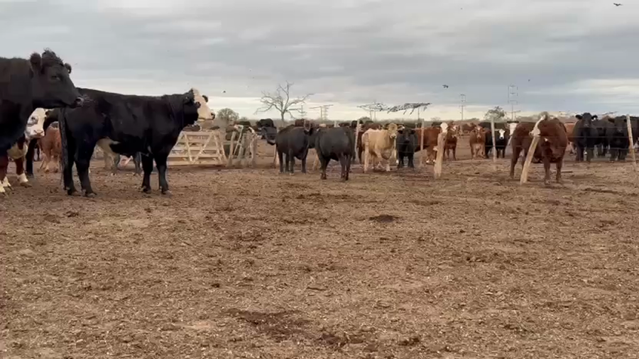 Lote 50 Novillitos