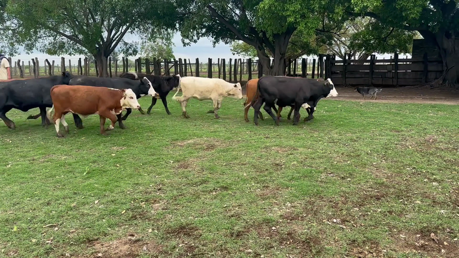 Lote 98 Terneras en Corrientes, San Roque