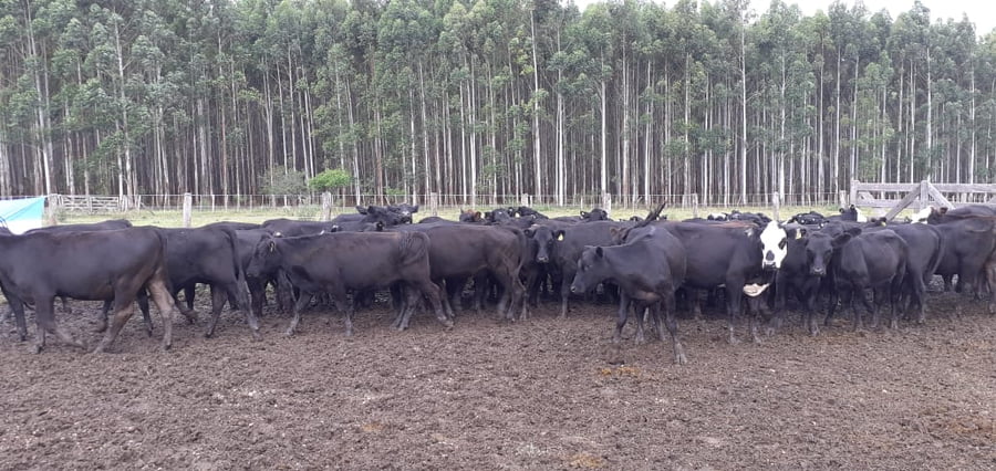 Lote SAENZ VALIENTE, BULLRICH Y Cia. S.A.