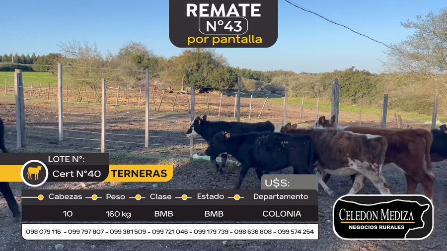Lote 10 Terneras en Otra Localidad, Colonia