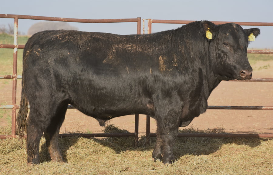 Lote TOROS (Corral 19)