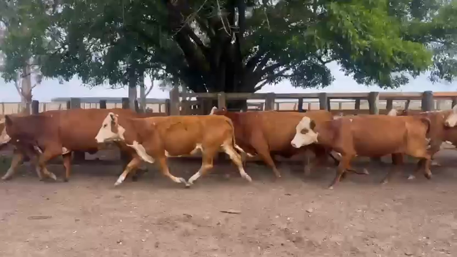 Lote 35 Vacas p/ invernar en Corrientes, Mercedes