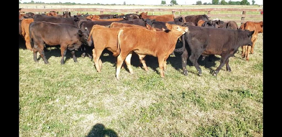 Lote 59 Terneros/as en Villaguay, Entre Ríos