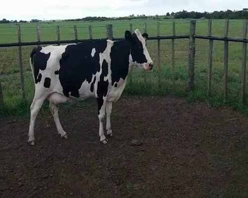 Lote (Vendido)2 Vaquillonas/Vacas Gordas HO 570kg -  en VIBORAS Y VACAS