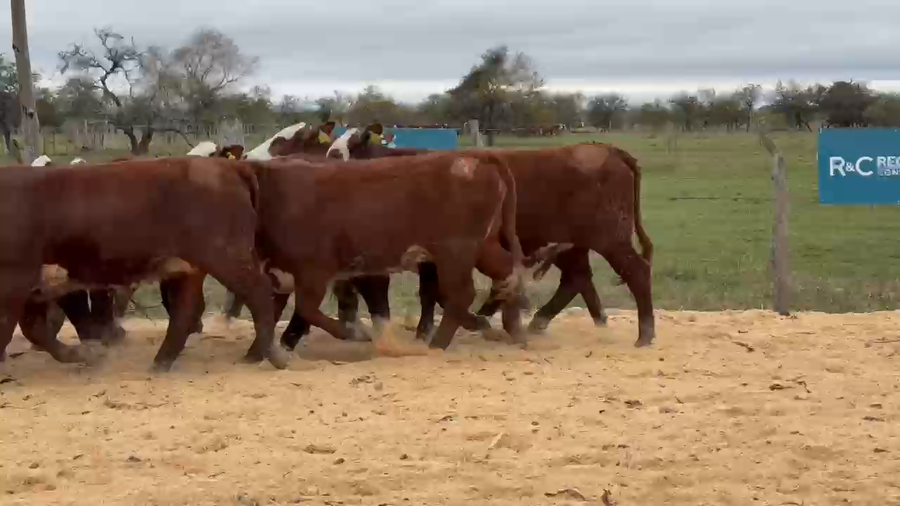 Lote Cabaña Olazul SA