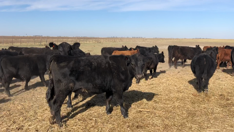 Lote 65 Terneros/as en Buenos Aires, América