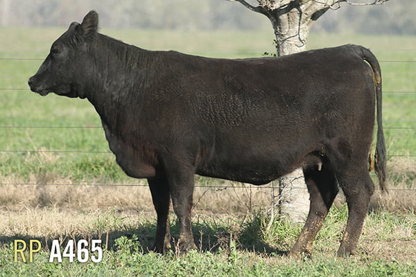 Lote 3 VACAS PREÑADAS PURAS DE PEDIGREE