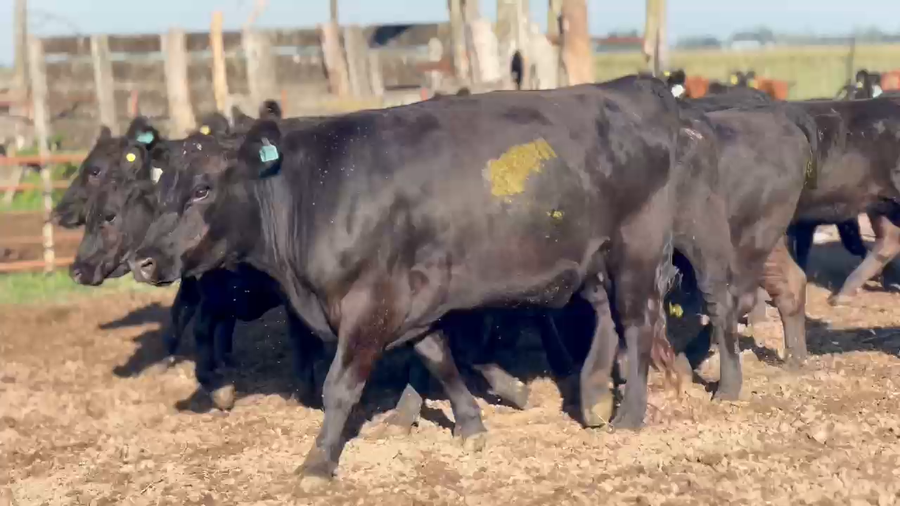 Lote 25 Vaquillonas C/ gtia de preñez