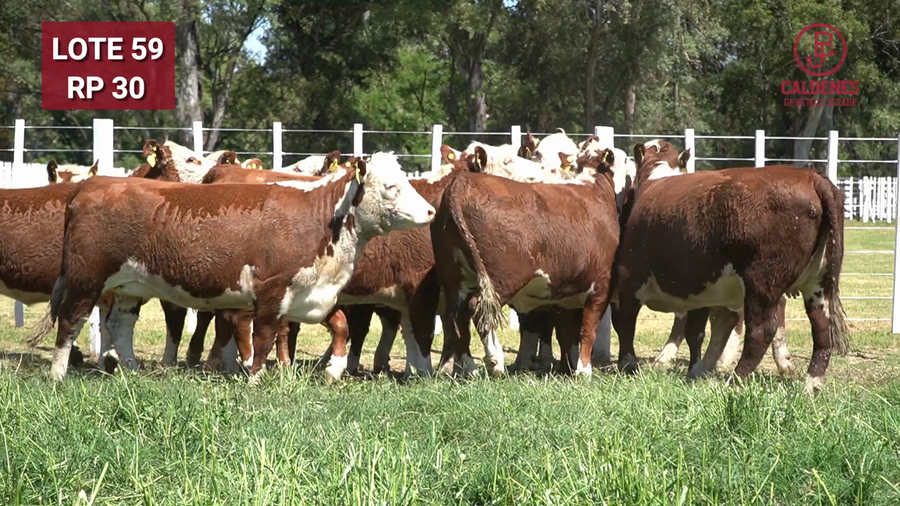 Lote VAQUILLONAS PREÑADAS PR Polled Hereford -PARICION OTOÑO 2026-