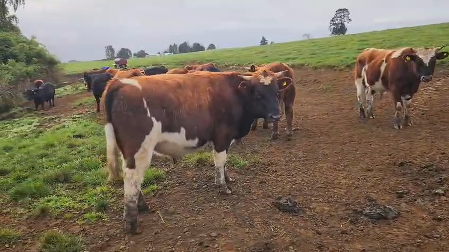 Lote 22 Ternero en Puerto Varas, X Región Los Lagos