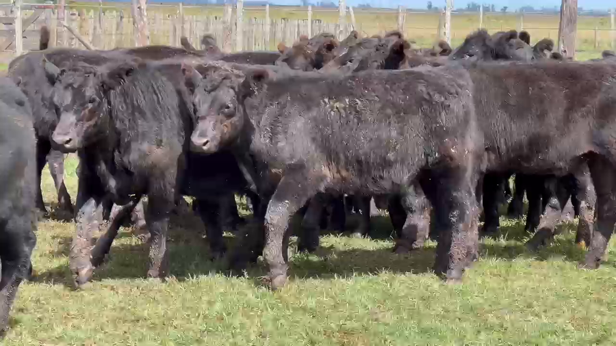 Lote 70 Terneros en Dolores, Buenos Aires