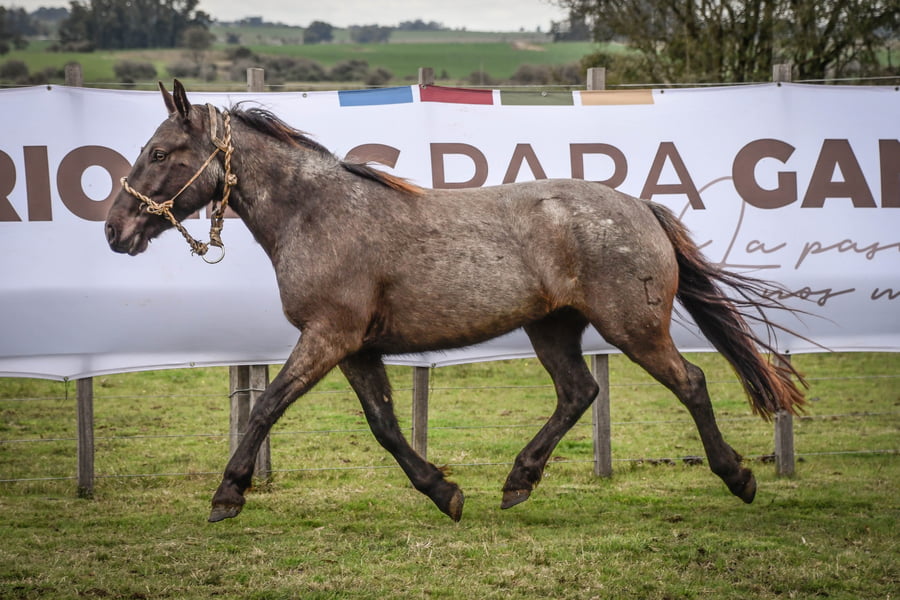 Lote CAVITO MOLLES