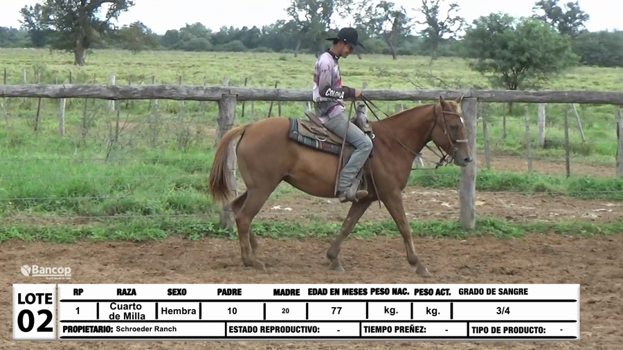 Lote Lote 2