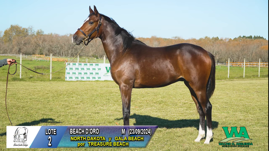 Lote BEACH D'ORO